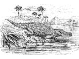 Crocodile (Crocodilus vulgaris). Heb. ThaNIM (Ezk.29.3, 32.2, Is.27.1, 51.9, Ps.74.13). Perhaps also `Leviathan` (Job.41, Is.11.15, 21.1, Jer.51.36)